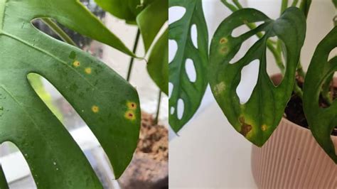 Deciphering White Spots on Monstera Stems: Causes。